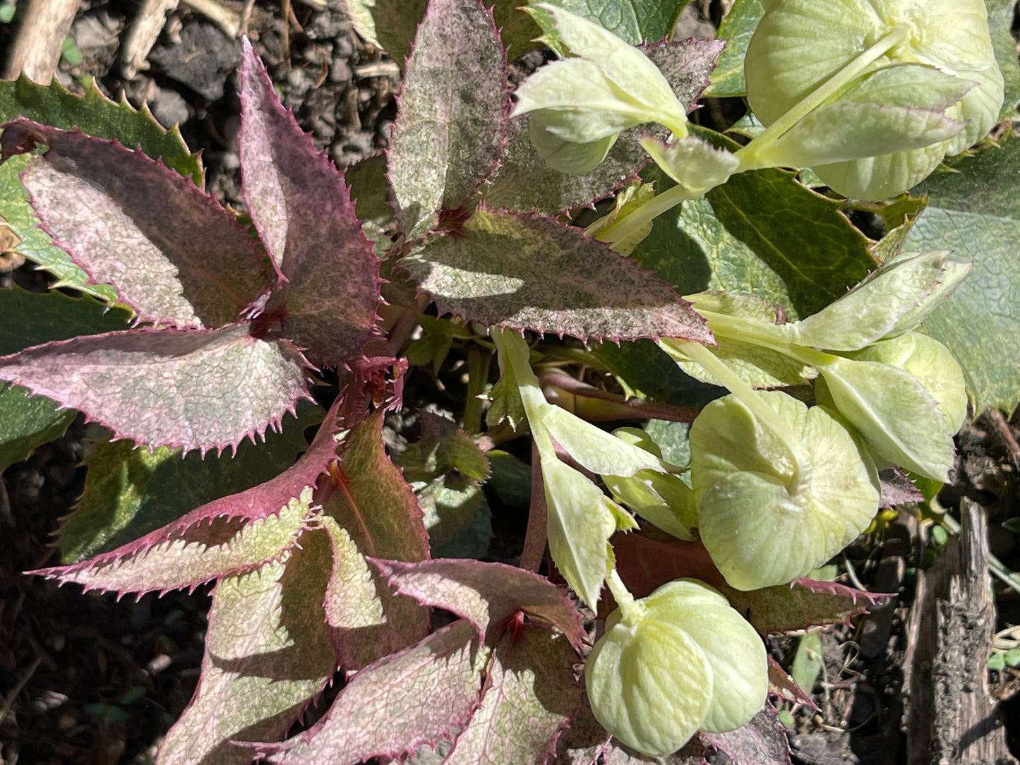 Helleborus angustifolius 'Pacific Frost'