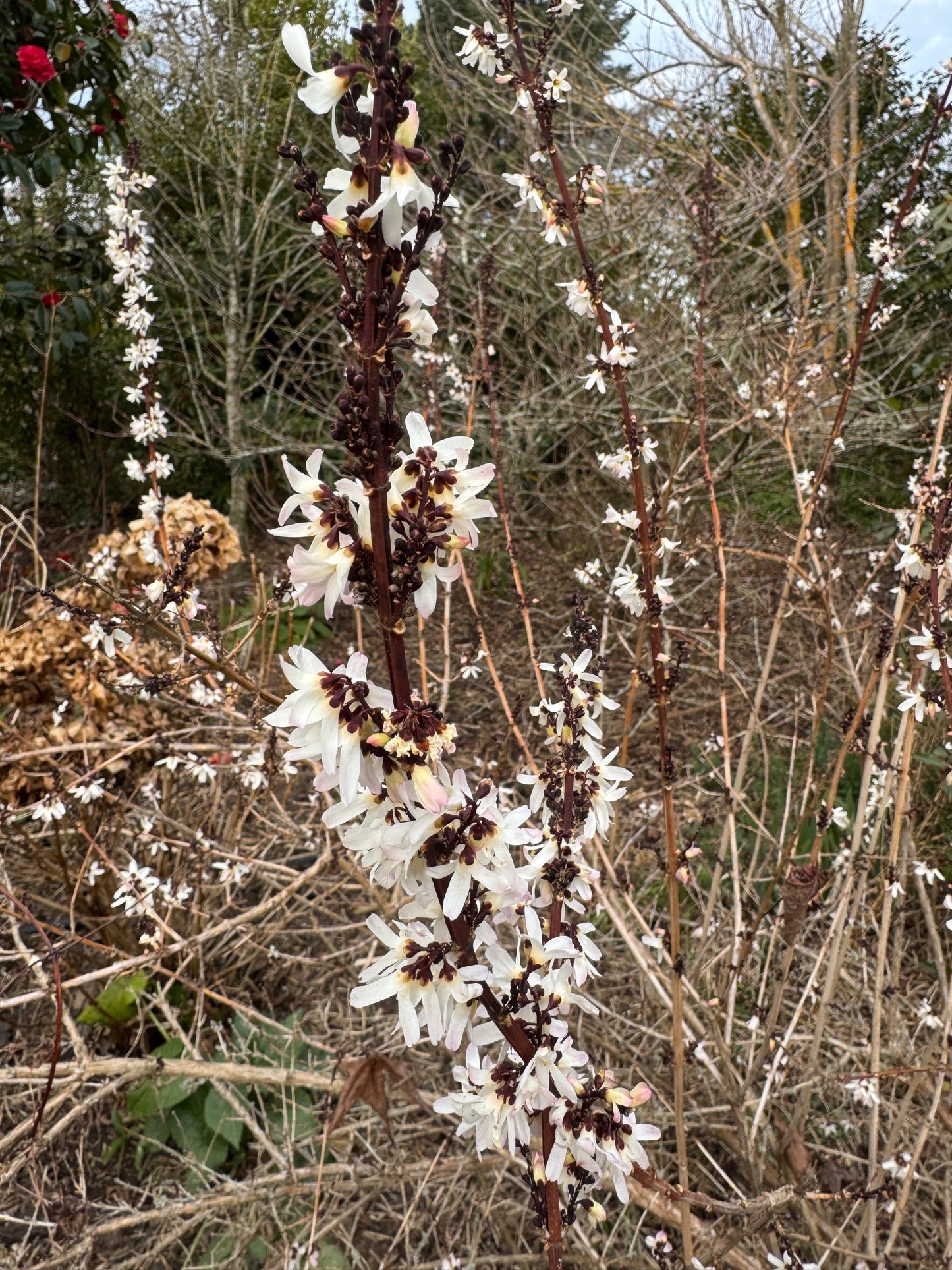 Abeliophyllum distichum 