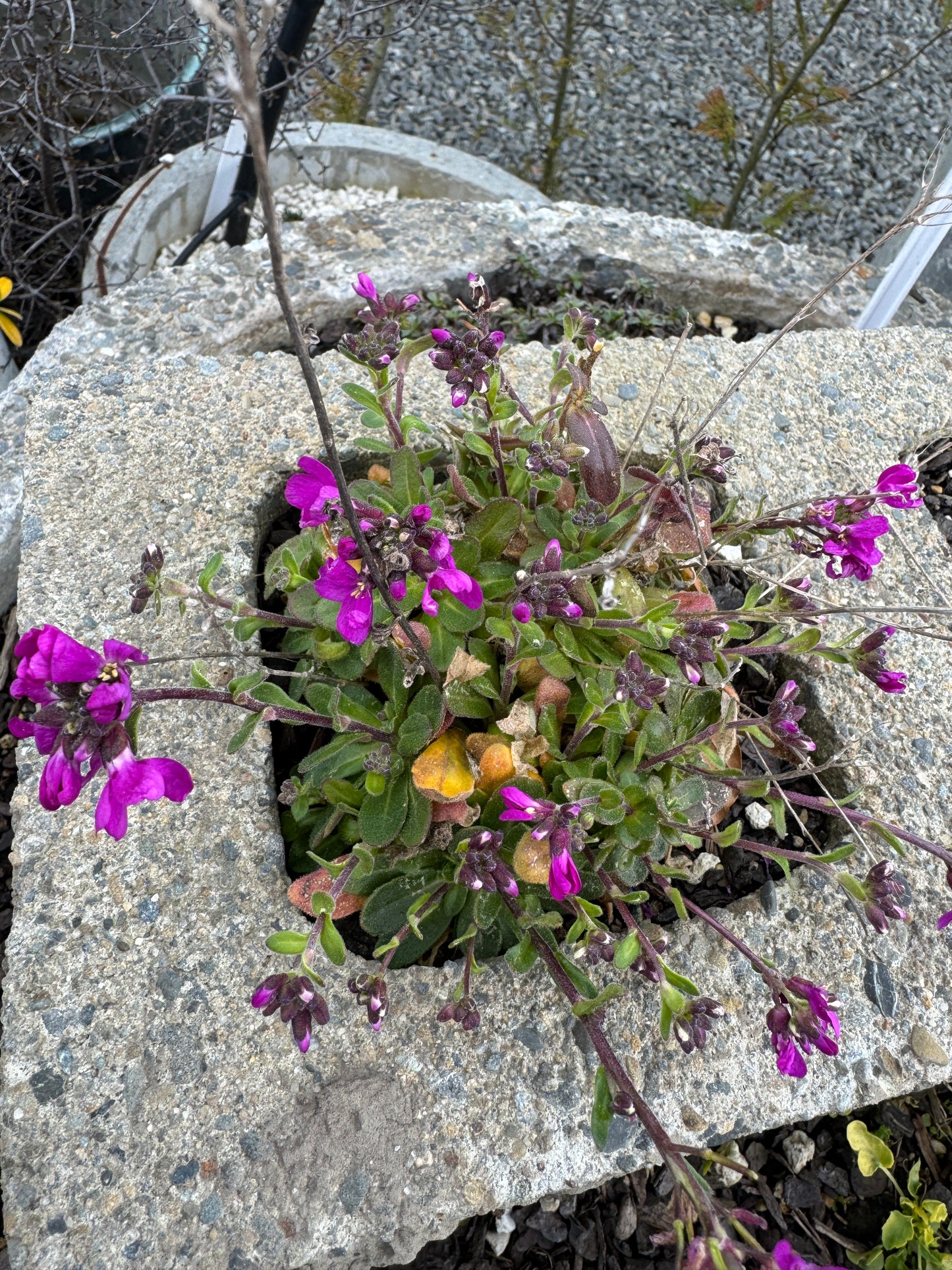 Arabis blepharophylla  'Spring Charm'