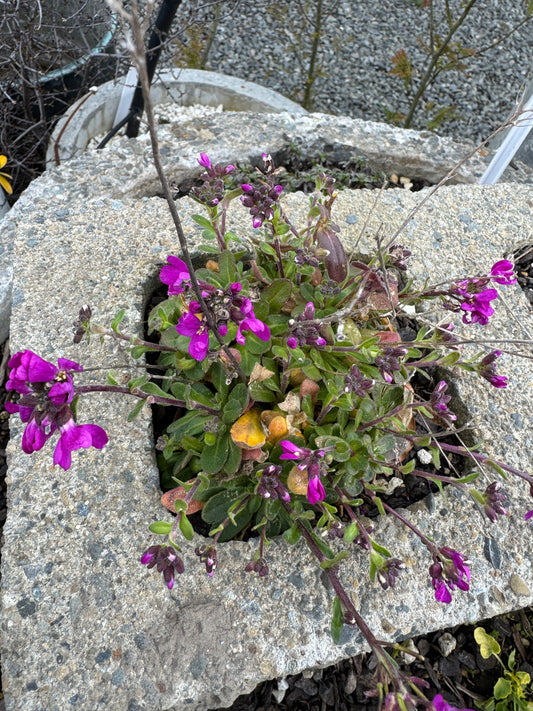 Arabis blepharophylla  'Spring Charm'