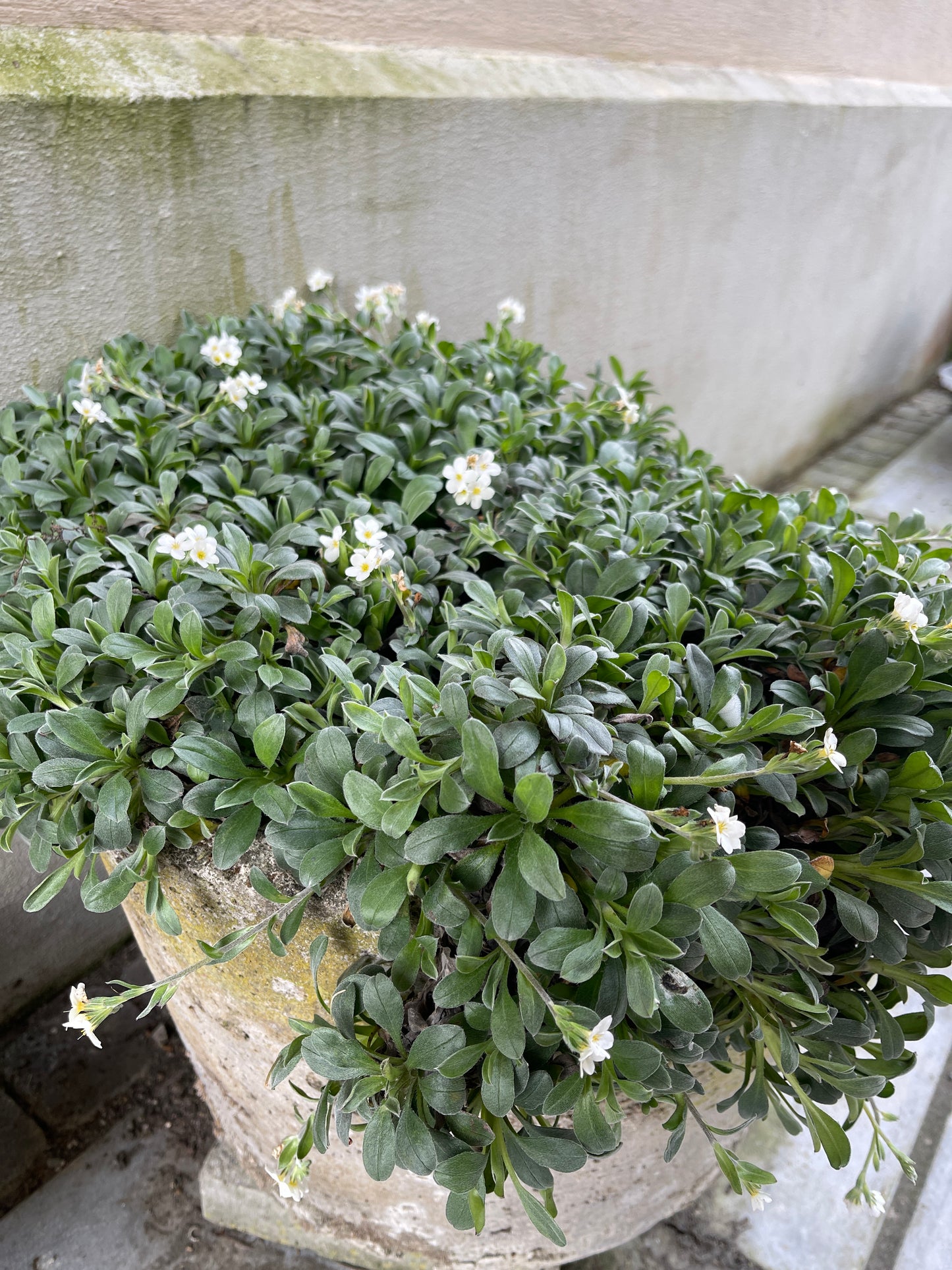 Myosotis native hybrid