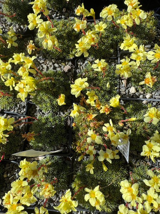 Saxifraga juniperifolia