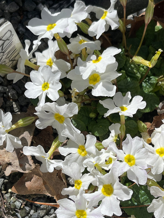 Primula 'Snow White'