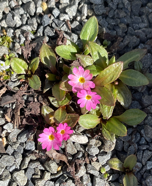 Primula warshenewskyana