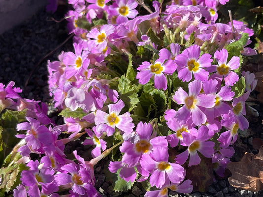 Primula x scapeosa