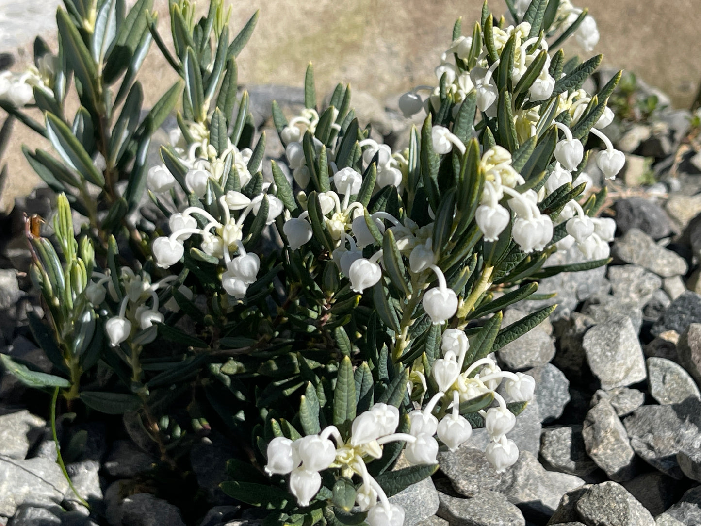 Andromeda polifolia 'Compact alba'