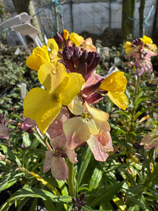 Erysimum x chieri 'Plant World Lemon'