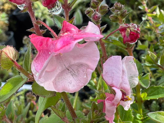 Diascia spp. ex Hokonui