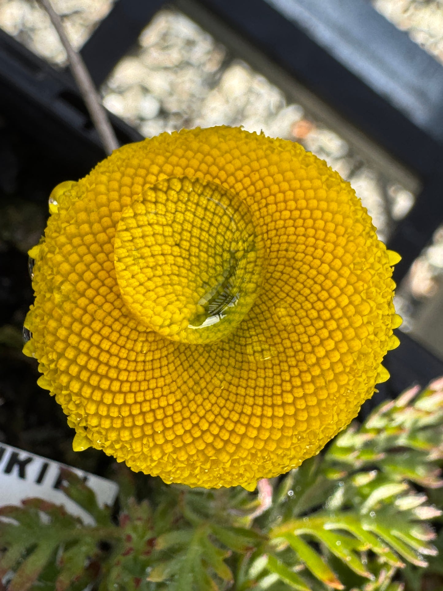 Cotula sericea ‘Tiffendel Gold’