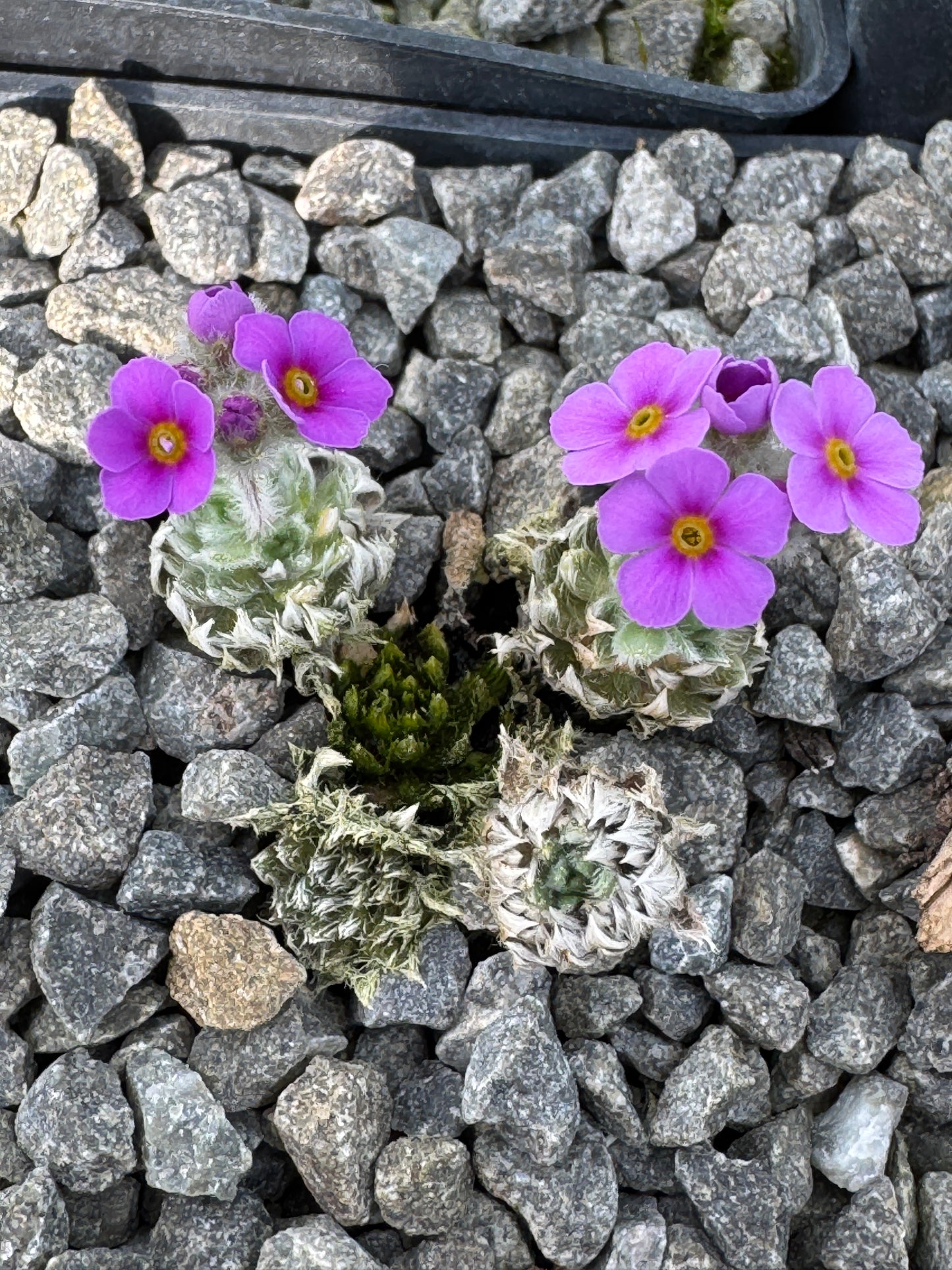 Androsace villosa var. jacquemontii