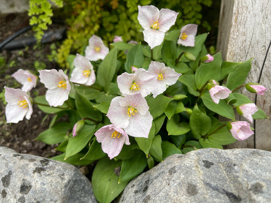 Trillium rivale