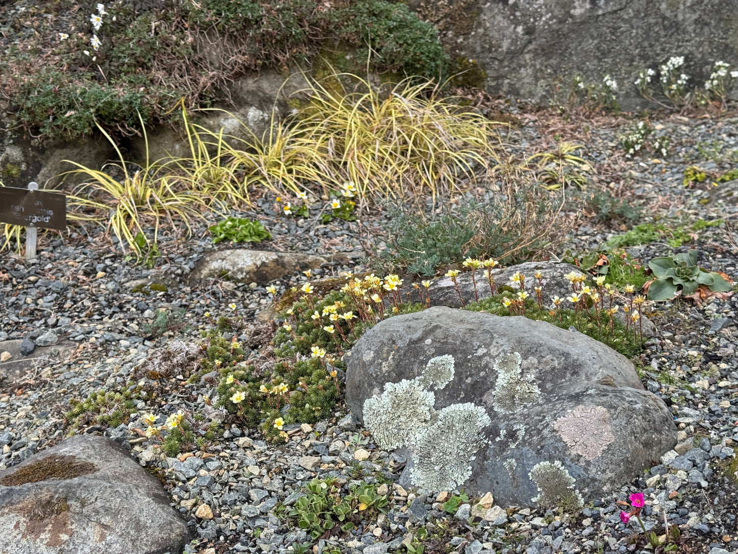 Saxifraga juniperifolia