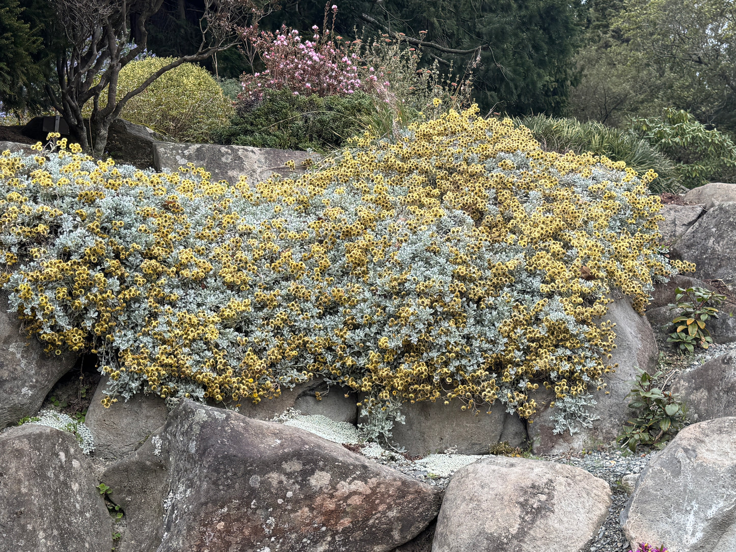 Helichrysum argyrophyllum