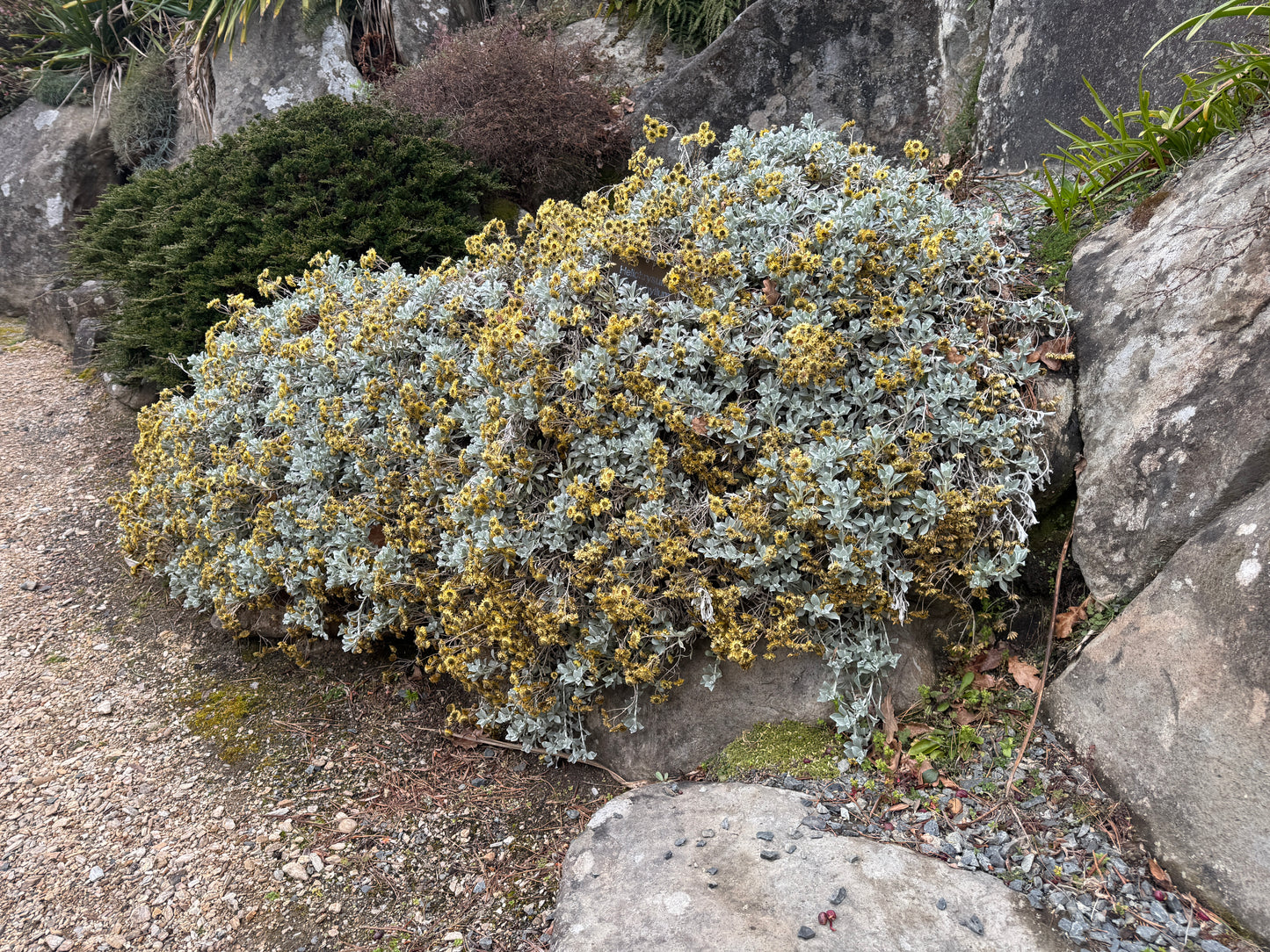 Helichrysum argyrophyllum
