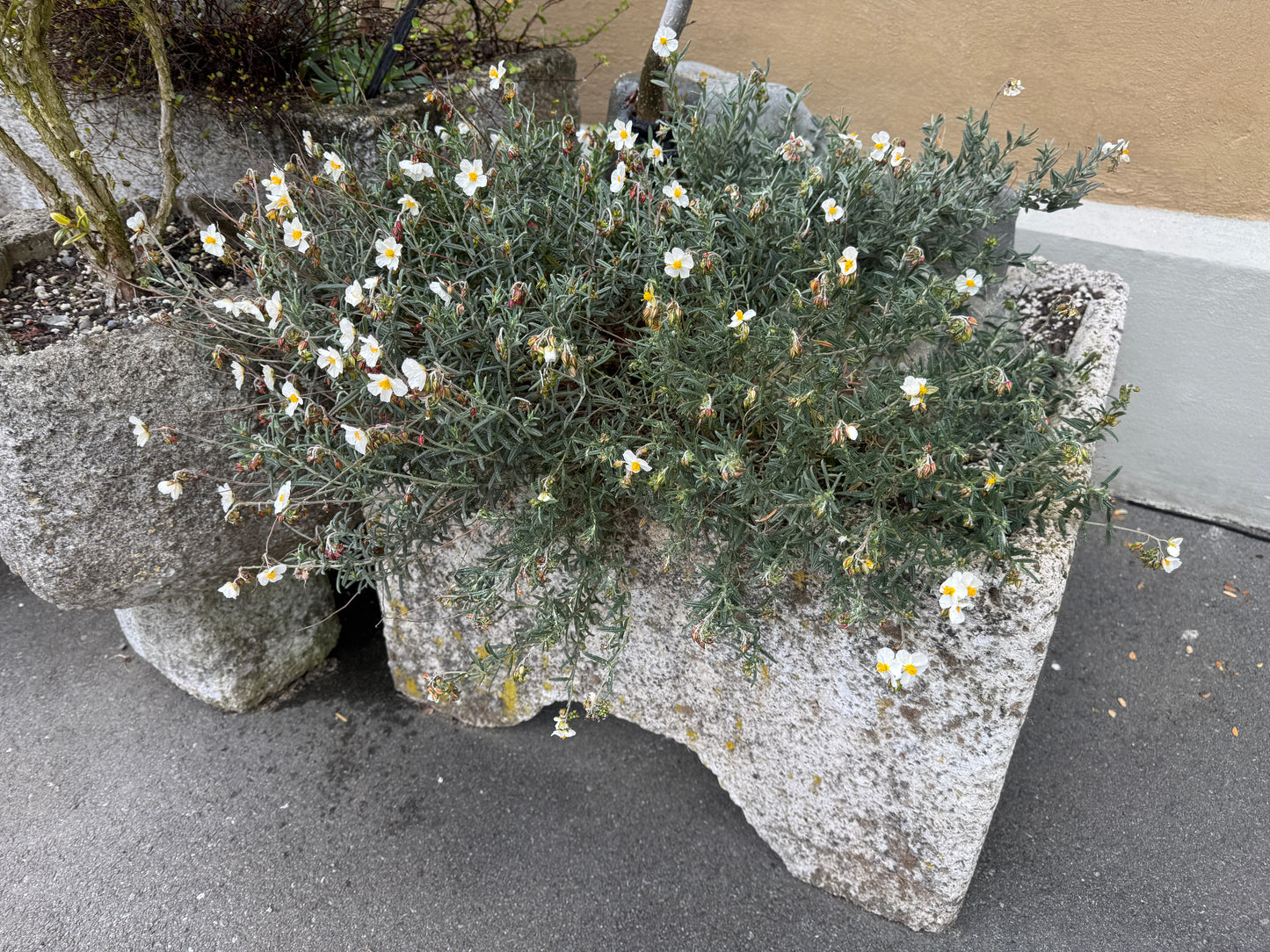 Helianthemum apenninum