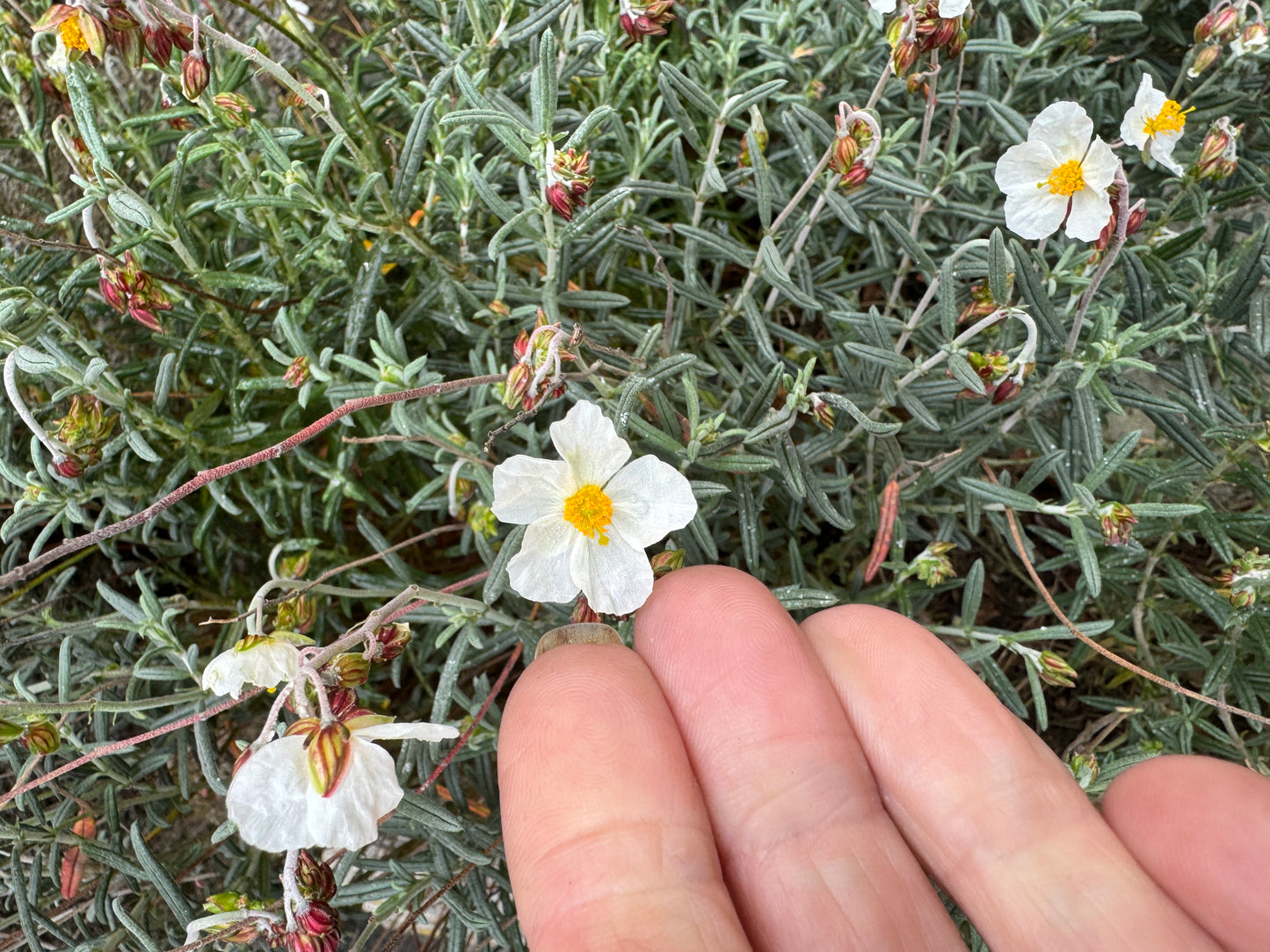Helianthemum apenninum