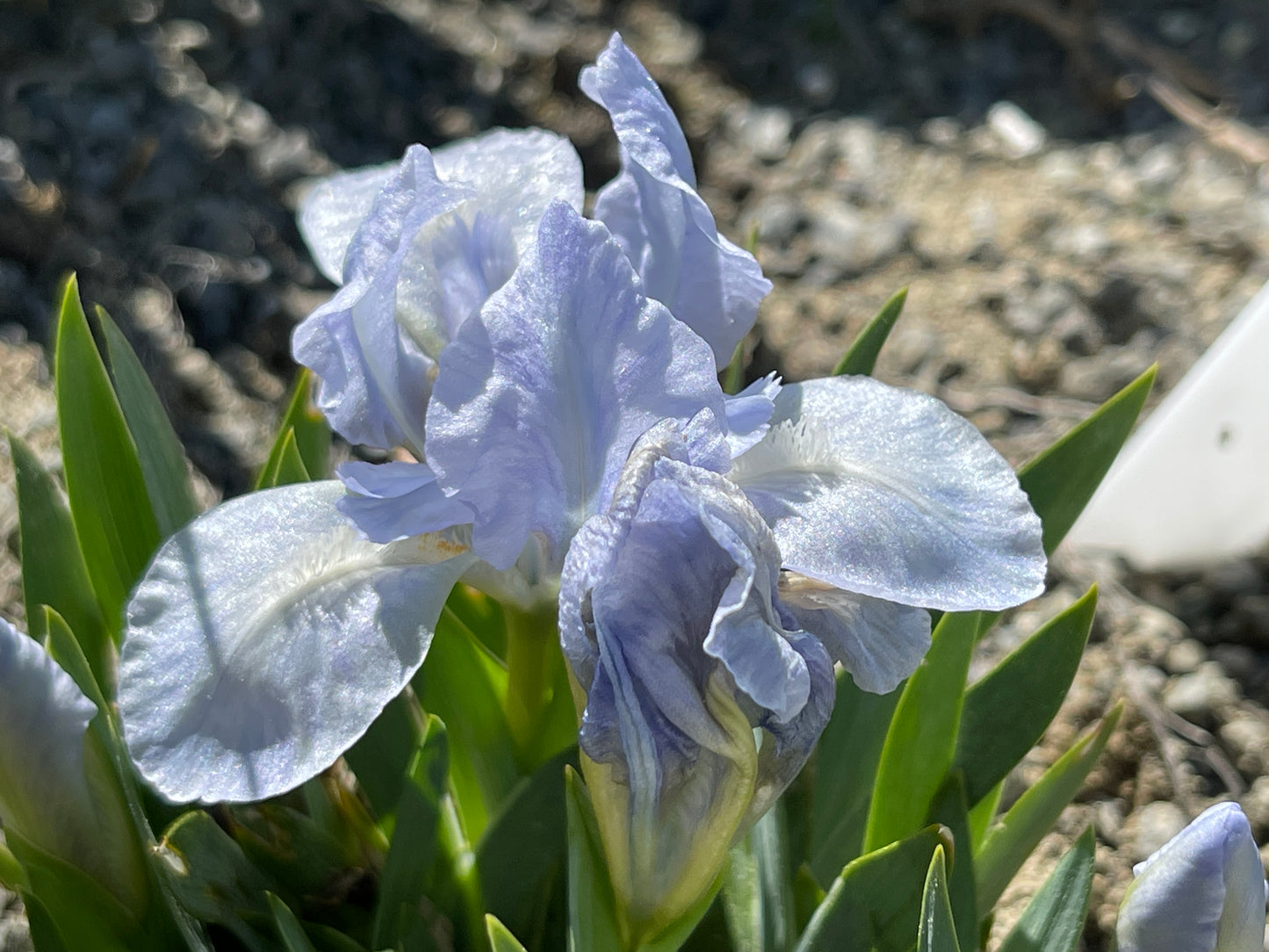 Iris  'Blue Frost'