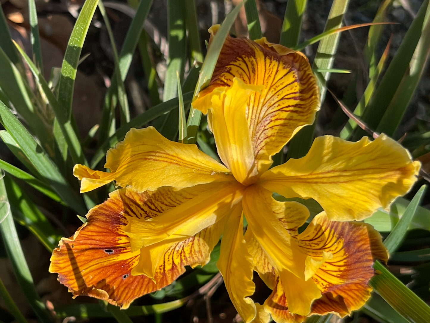 Iris innominata gold/mahogany