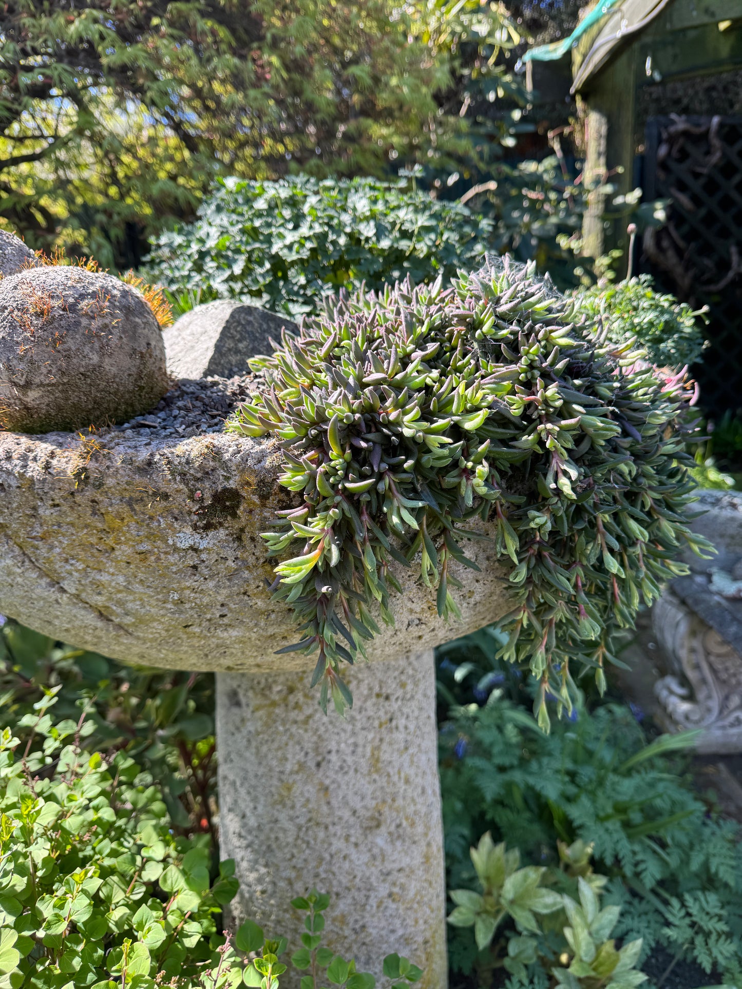 Delosperma Hot Digger