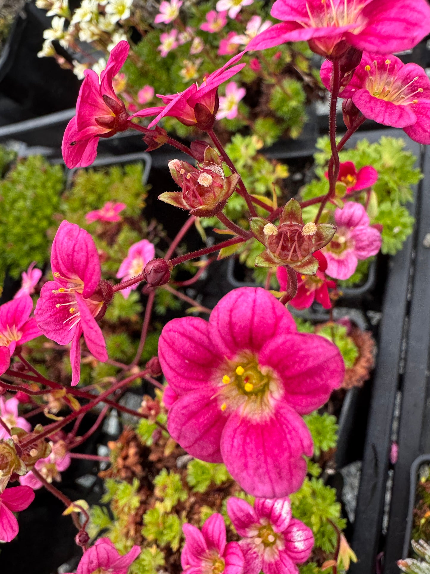Saxifraga larger leaved mossy red/pink 'Captain Hook'