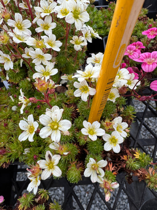 Saxifraga small leaved mossy white