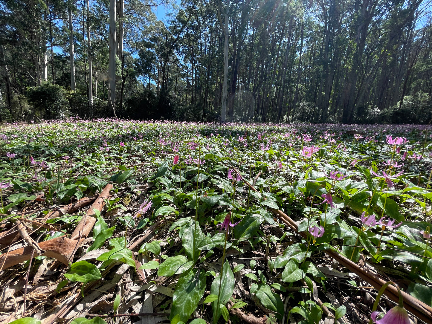 Erythronium revolutum