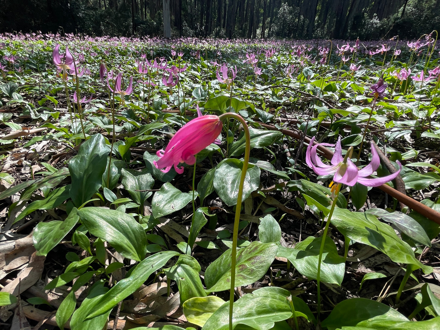 Erythronium revolutum
