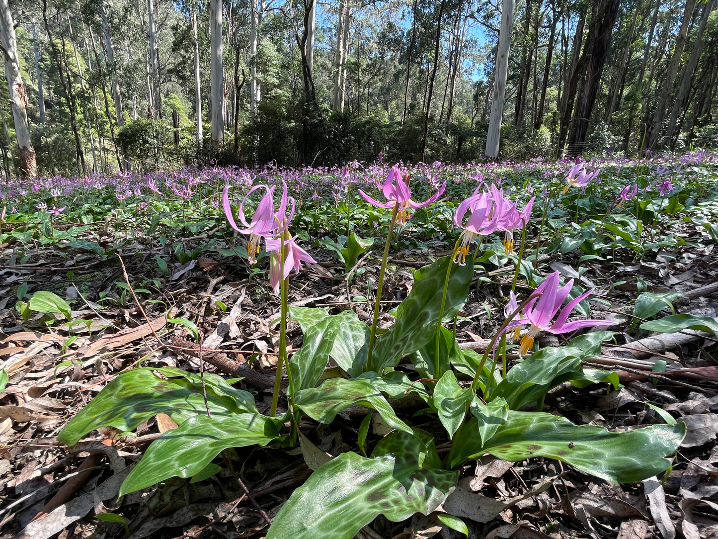 Erythronium revolutum