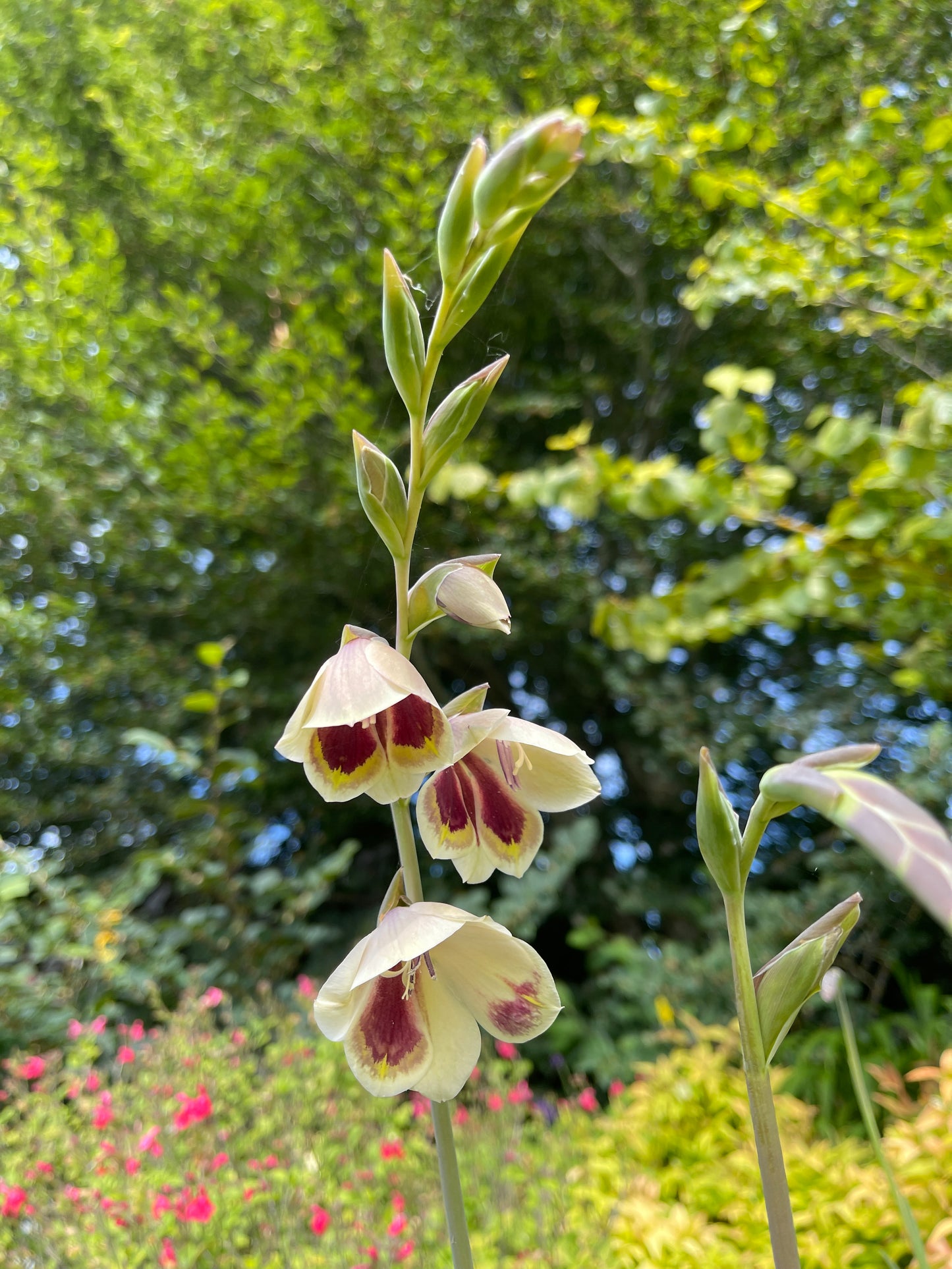 Gladiolus papilio