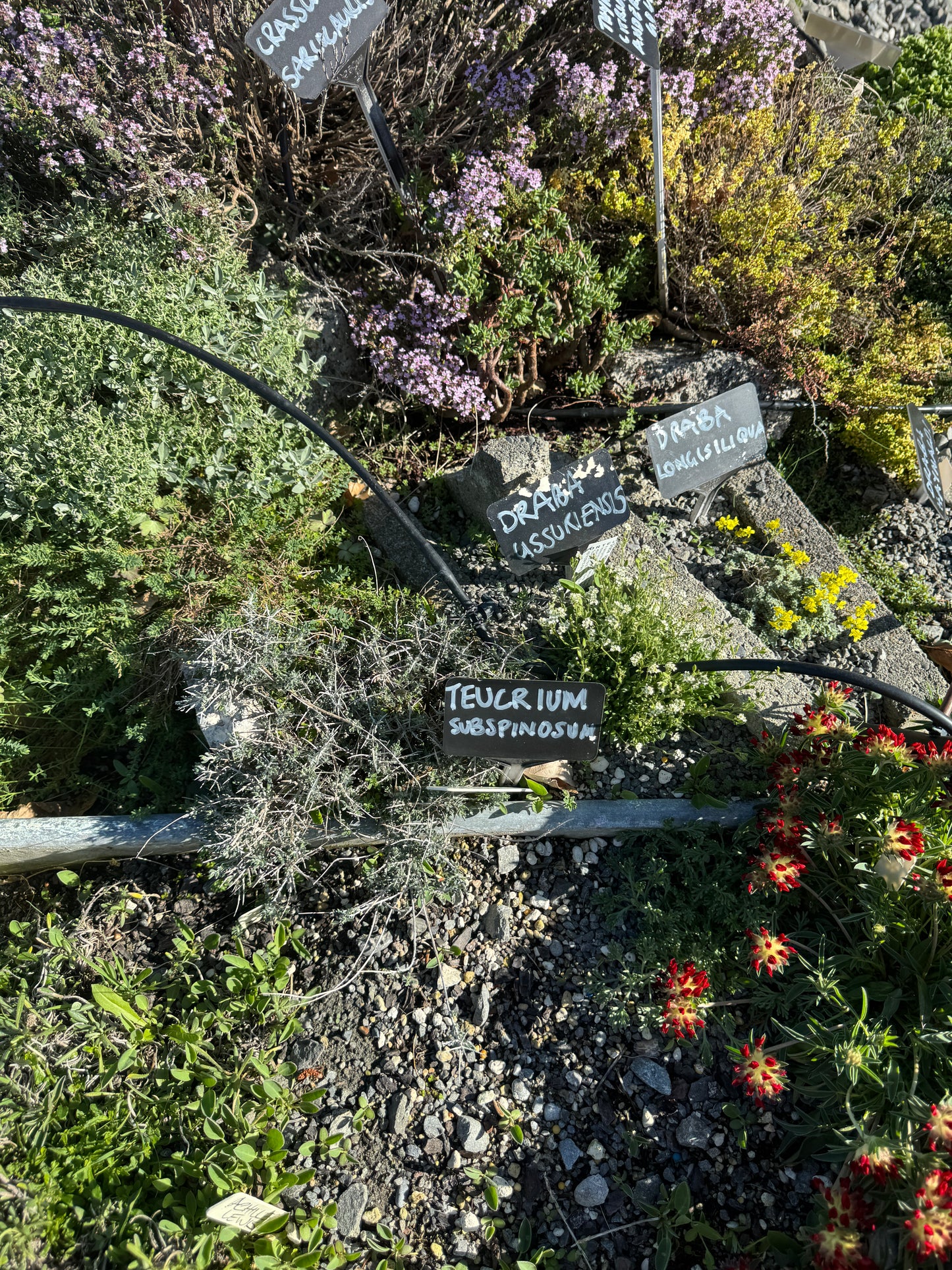 Teucrium subspinosum