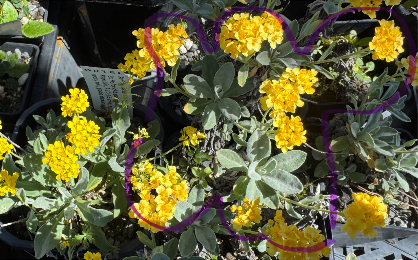 Alyssum saxatilis now Aurinia saxatilis Lemon form