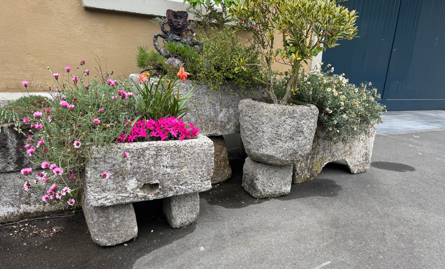 Chrysanthemum mawii 'Ruapuna'