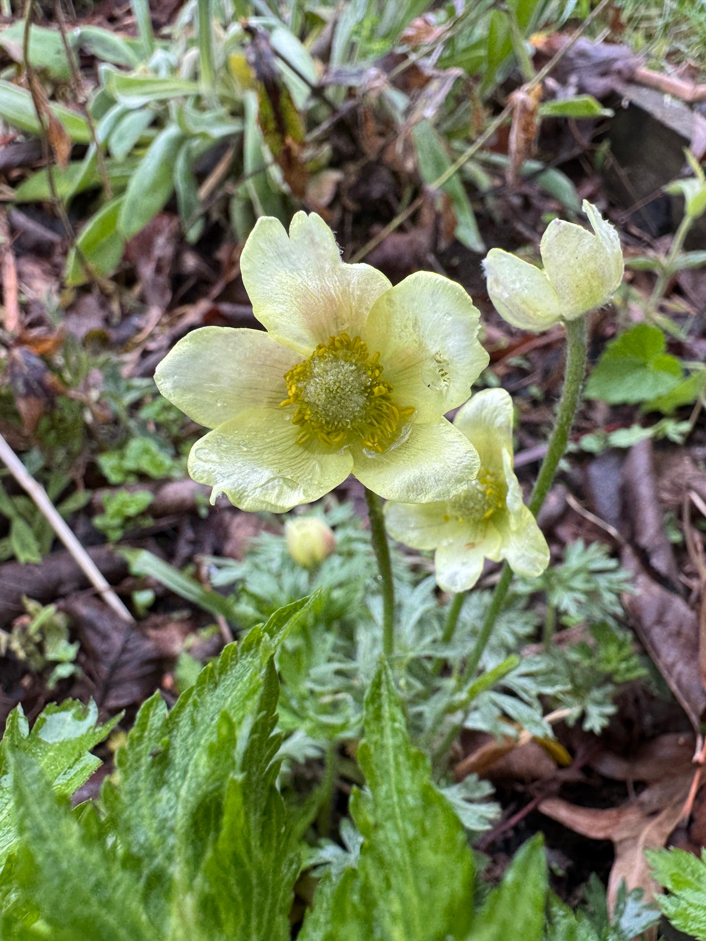 Anemone x seemanii syn. A x lipsiensis