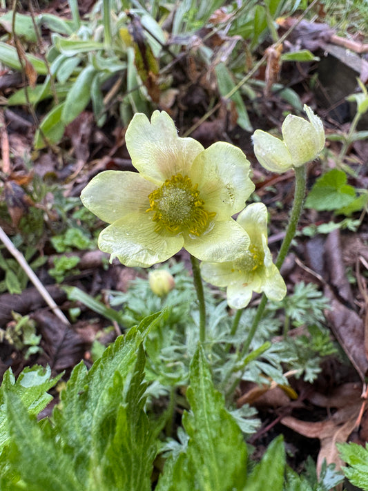 Anemone x seemanii syn. A x lipsiensis