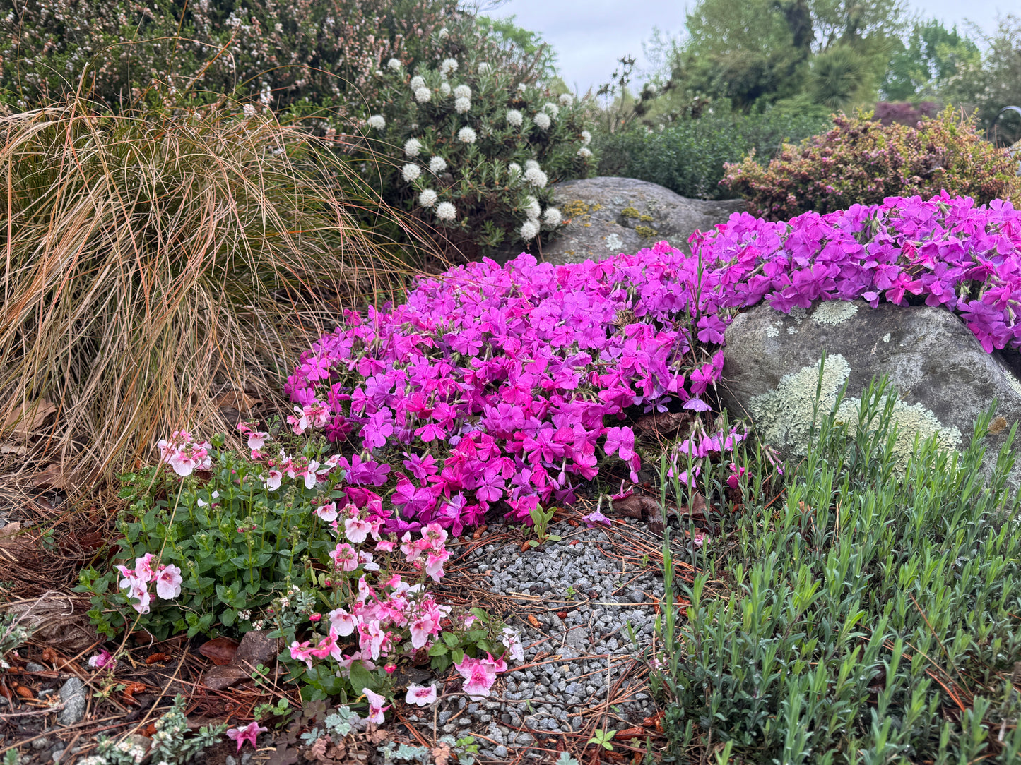 Diascia spp. ex Hokonui