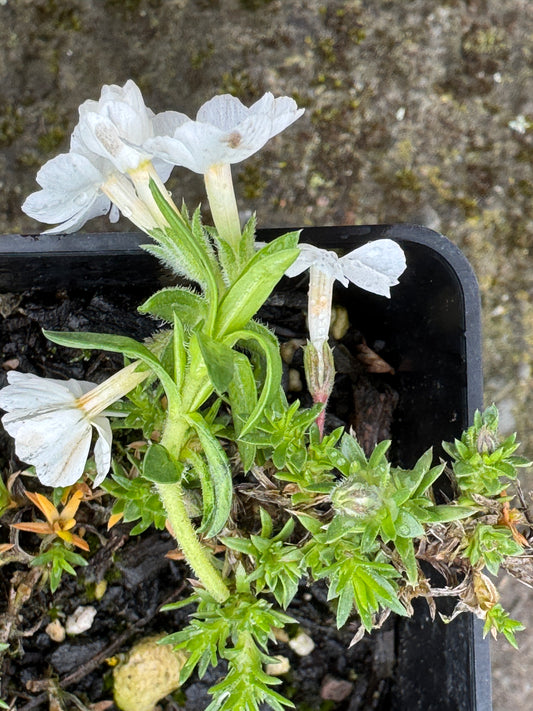 Phlox - white  small version
