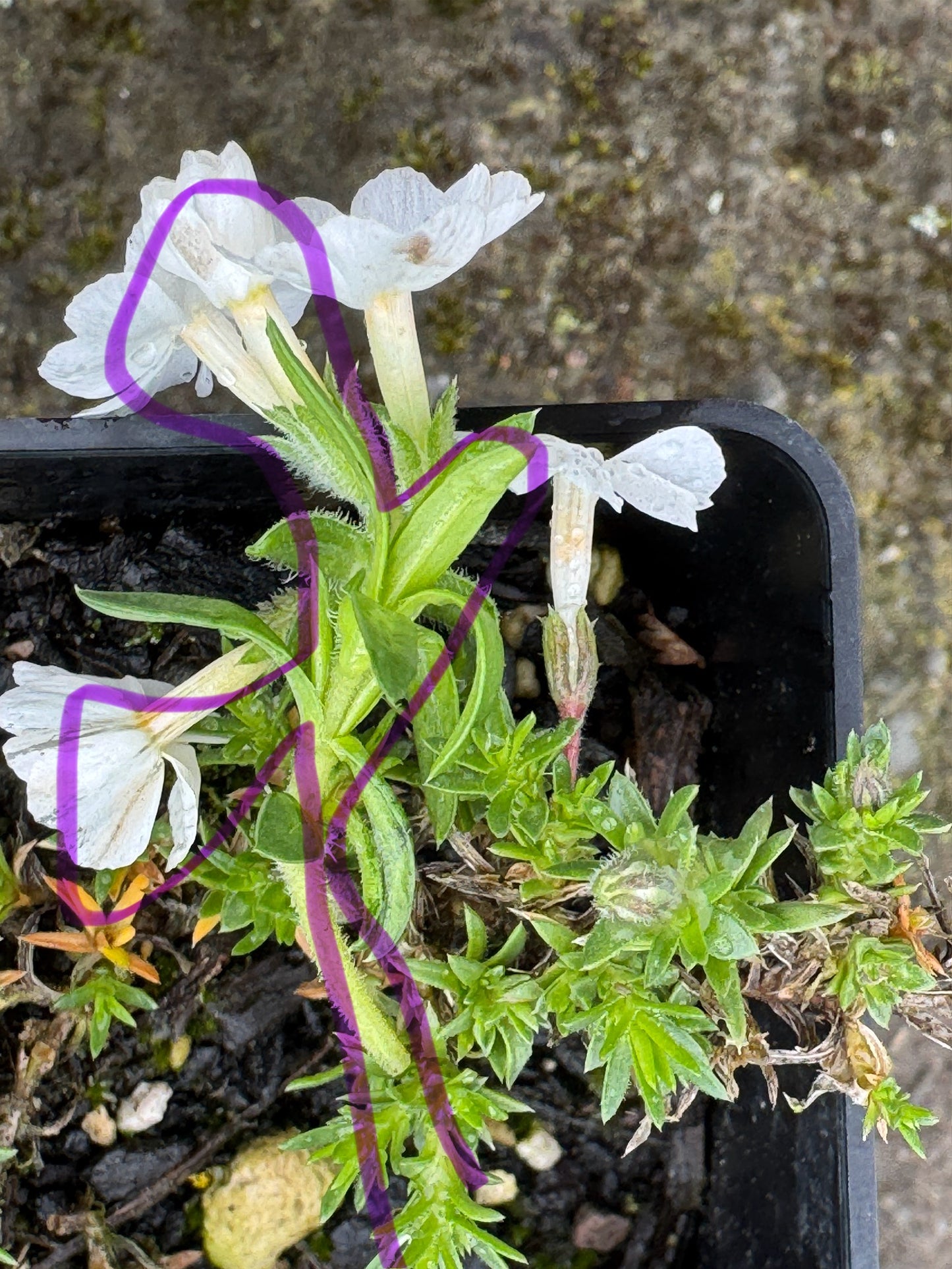 Phlox - white  small version