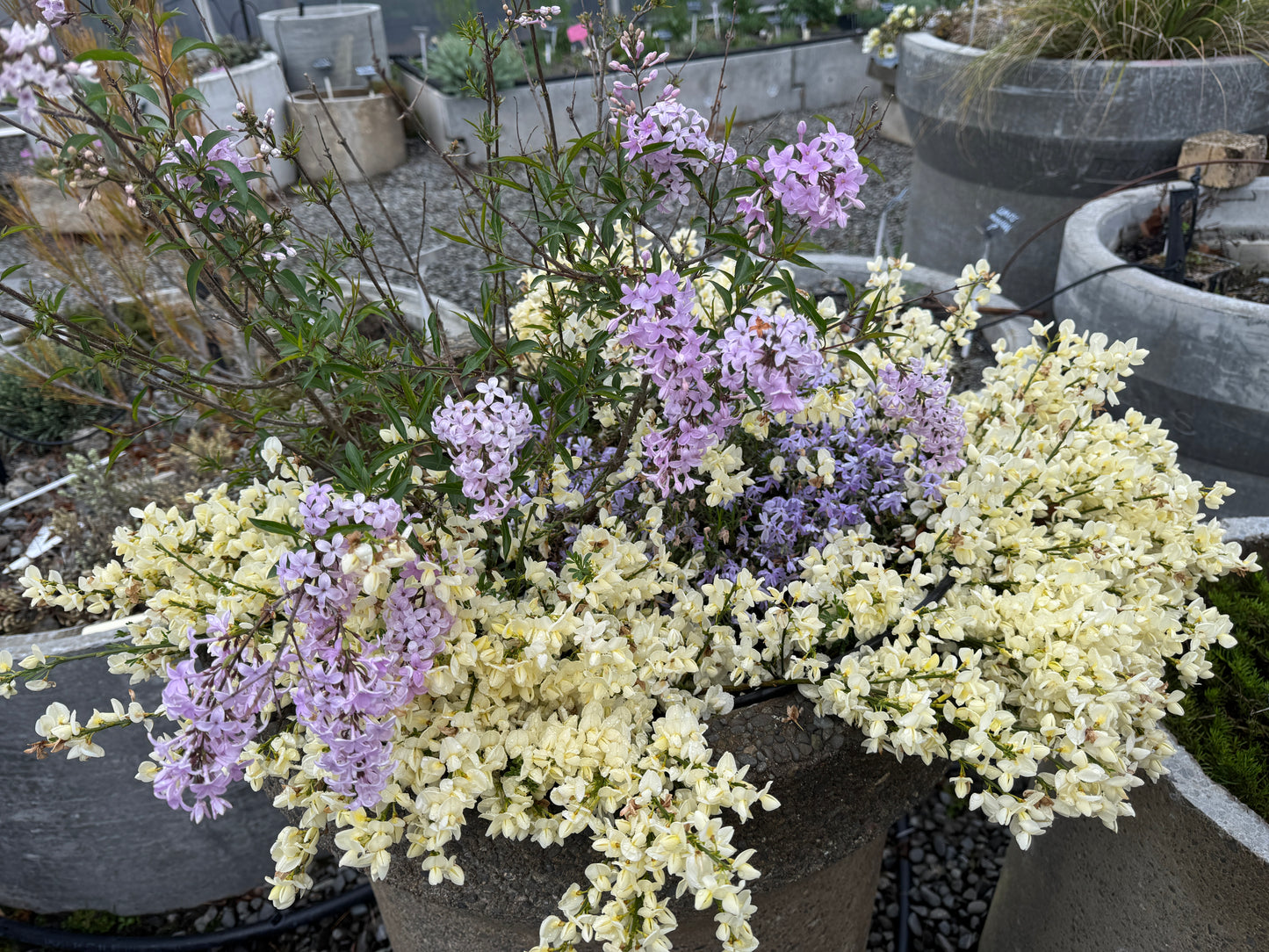Cytisus  x kewensis