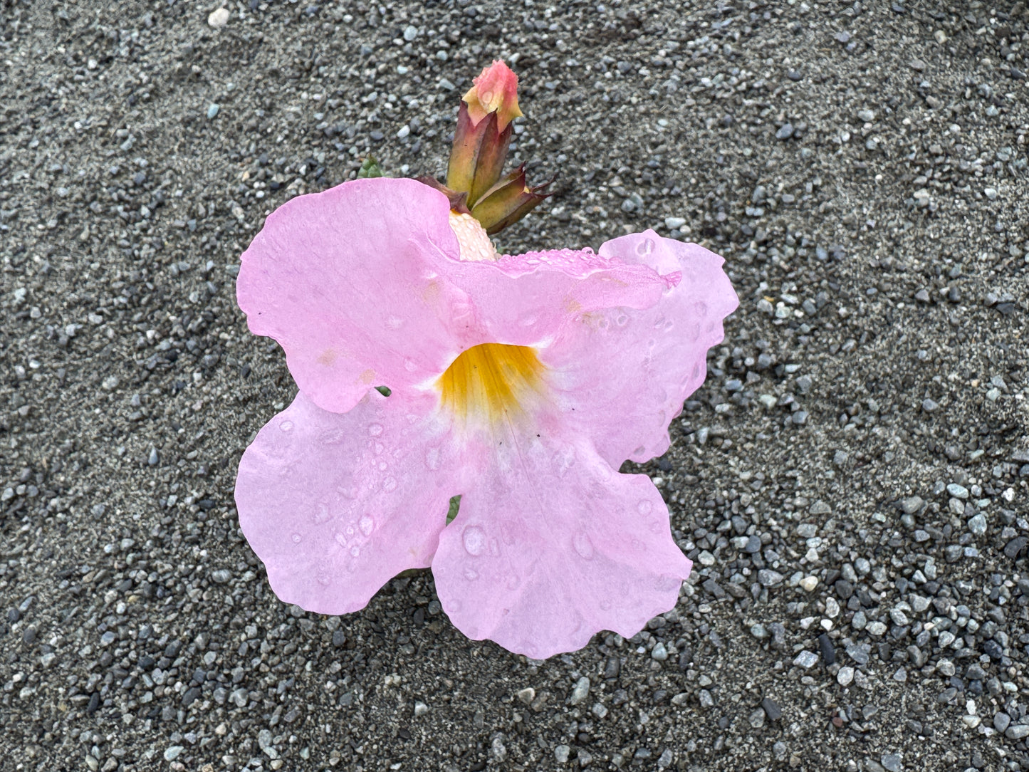 Incarvillea mairei