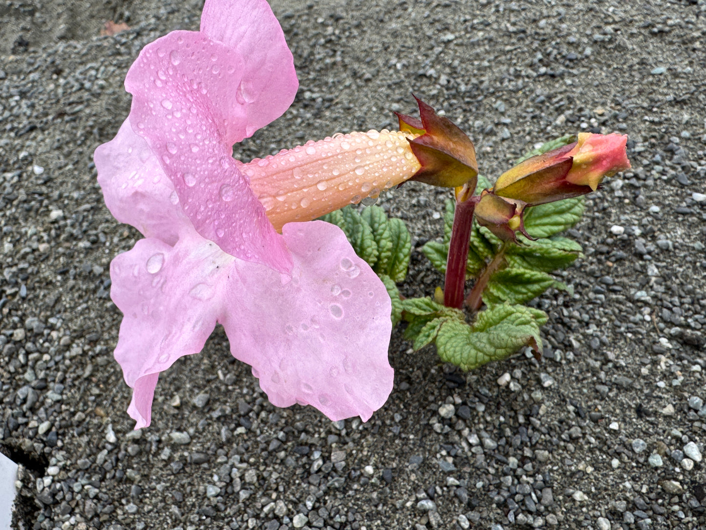 Incarvillea mairei