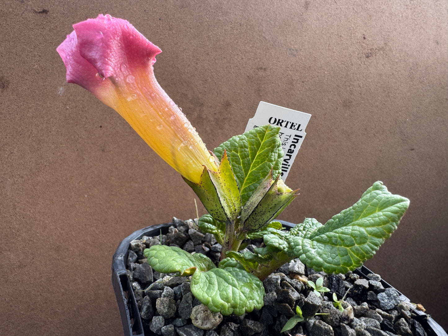 Incarvillea mairei