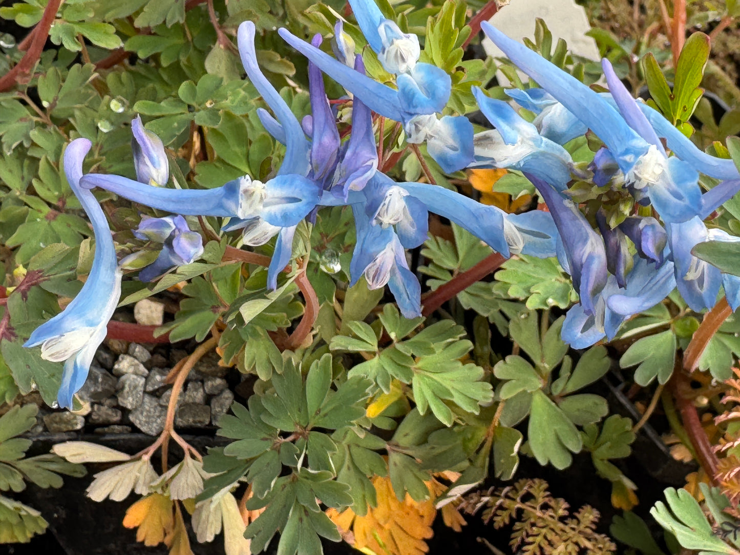 Corydalis flexuosa