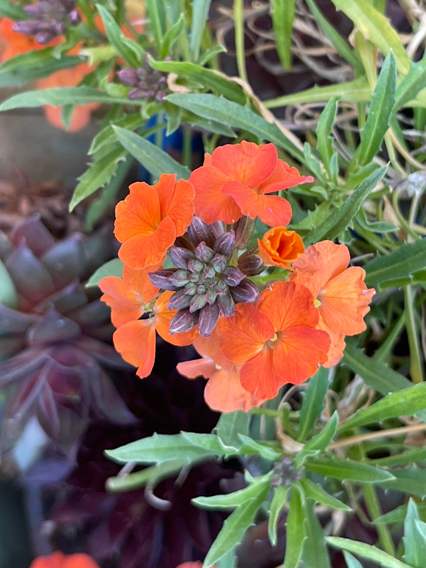 Erysimum linifolium 'Apricot Twist'