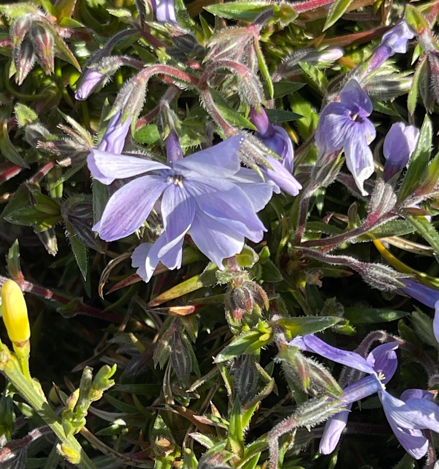 Phlox subulata 'Oakington Blue Eyes'