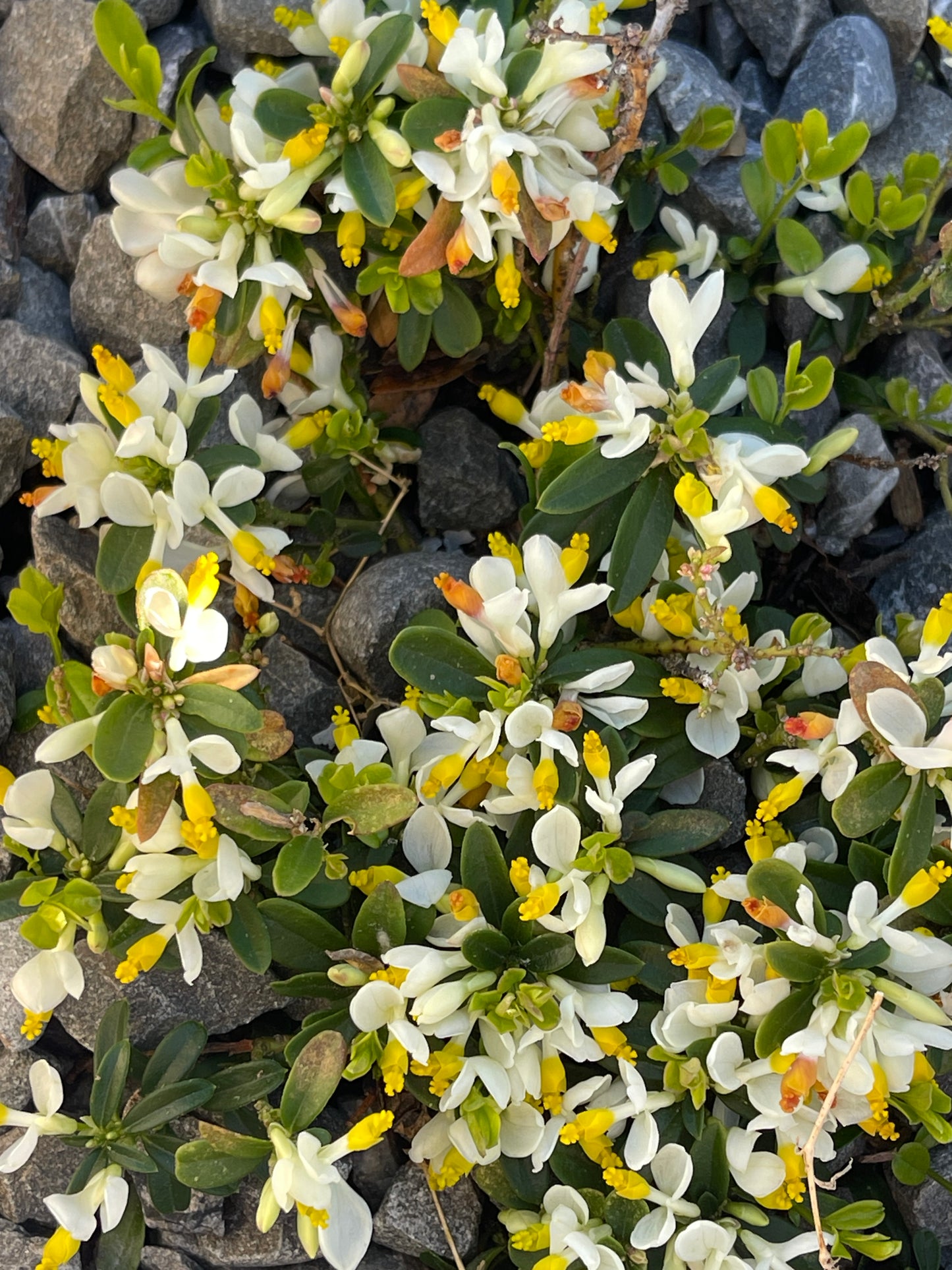 Polygala chamaebuxus  syn. Polygaloides chamaebuxus, white and yellow