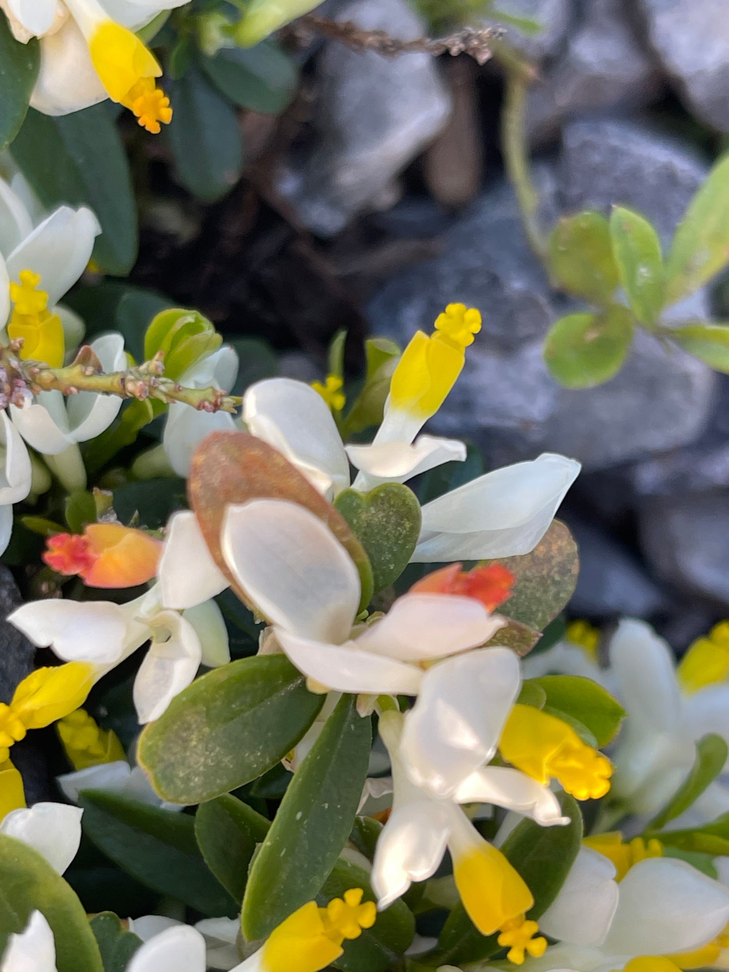 Polygala chamaebuxus  syn. Polygaloides chamaebuxus, white and yellow