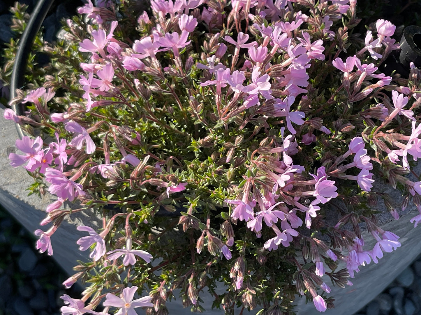 Phlox subulata subsp. brittonii 'Rosea'