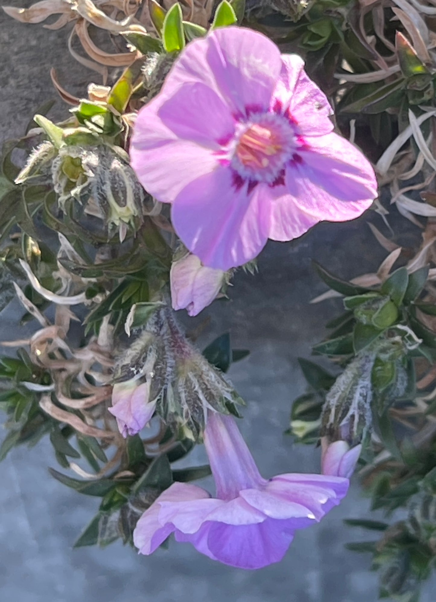 Phlox 'Boothman's Variety'