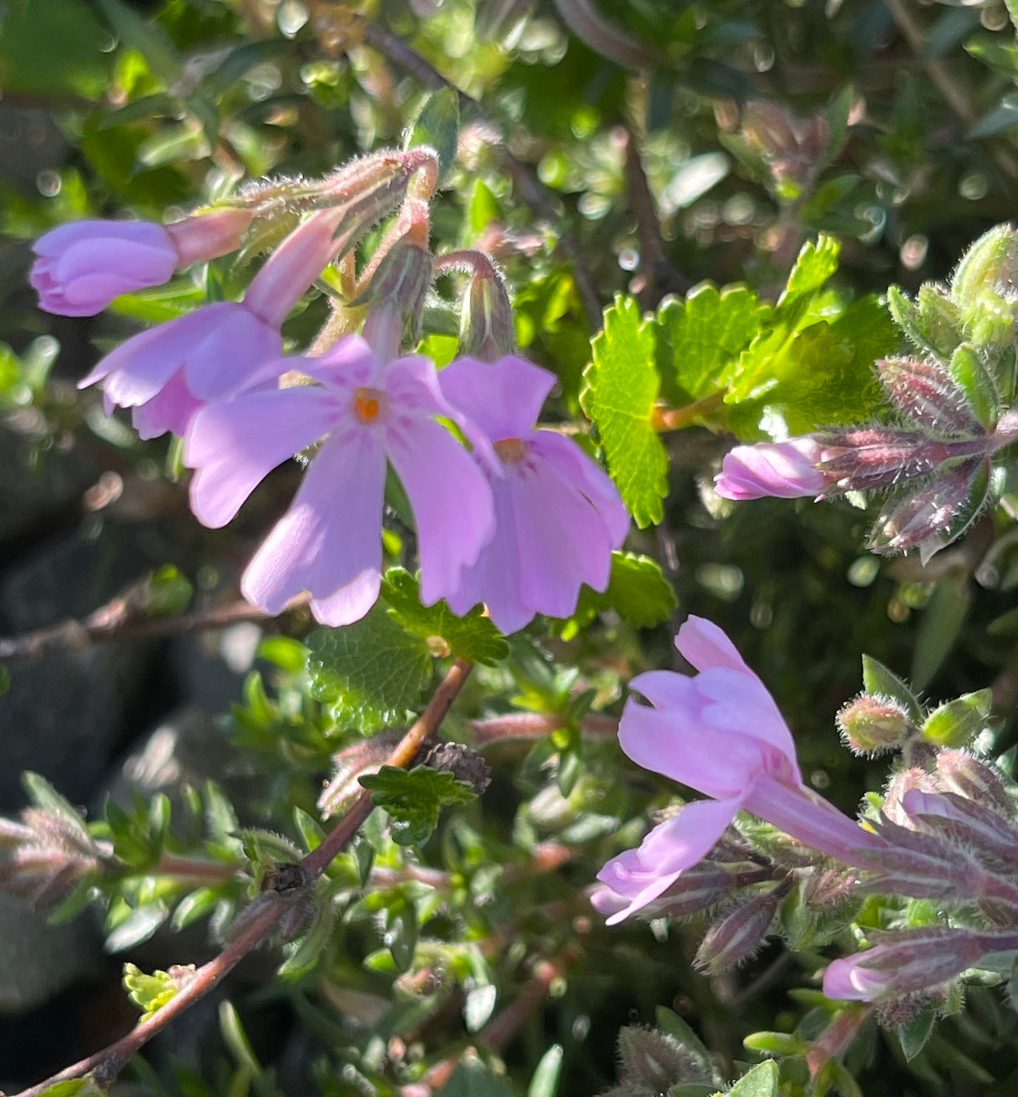 Phlox subulata subsp. brittonii 'Rosea'