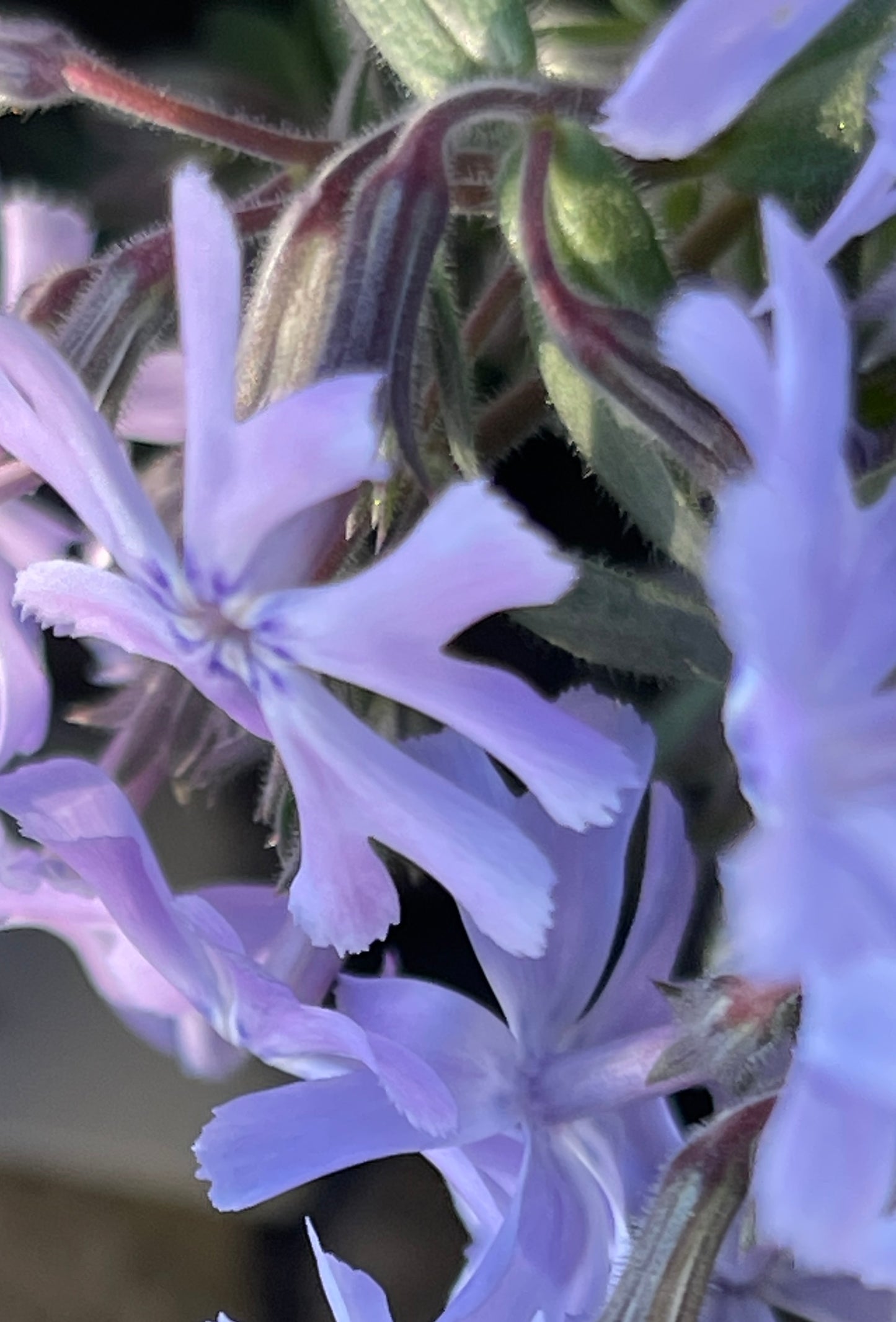 Phlox bifida